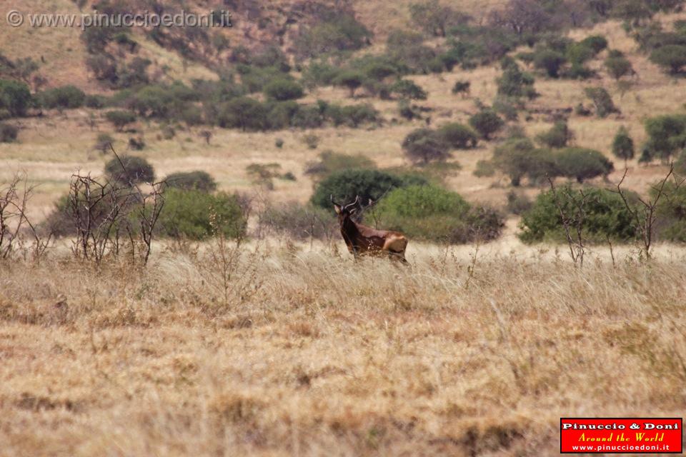 Ethiopia - Netch Sar Park - 82 - Swaynes Hartebeest.jpg